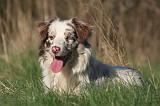 BORDER COLLIE 1449